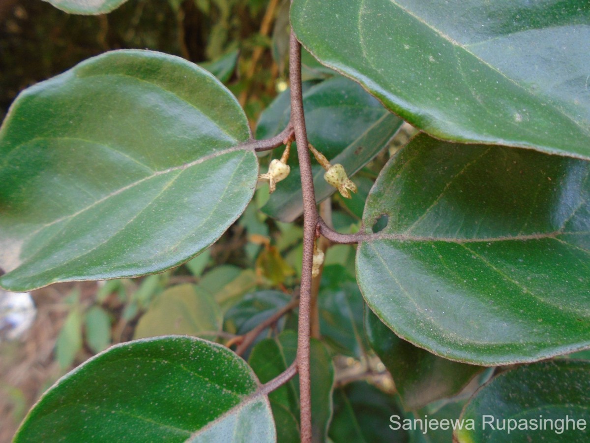 Elaeagnus latifolia L.